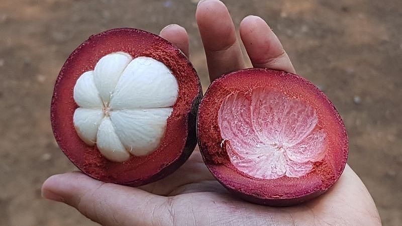 Vỏ măng cụt có nhiều công dụng cho sức khoẻ