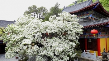 Cây đại thụ đẹp nhất tại Trung Quốc gần nghìn tuổi vẫn nở hoa như tuyết phủ