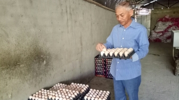 Nuôi giống gà lông trắng như tuyết, đẻ cản không kịp, nhà nông thu trăm triệu mỗi năm