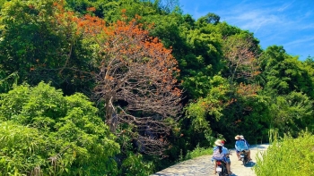 Cây hoa mọc từ vách núi đá, càng khô cằn nắng hạn, hoa càng nở rực rỡ là biểu tượng ở Cù Lao Chàm