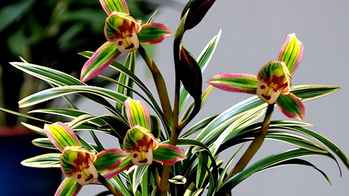 Loài hoa lan đẹp lạ, trồng một chậu hương thơm bay khắp nhà