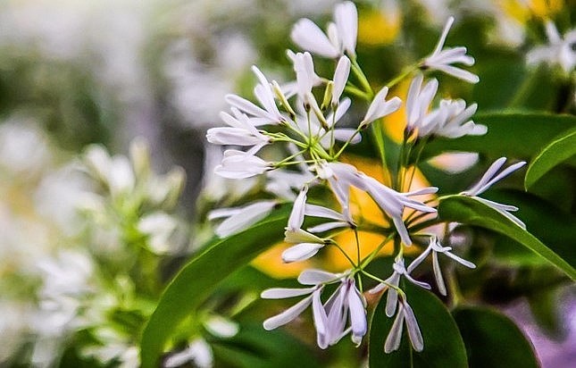 Dù có tuổi đời gần 900 năm nhưng cây ra hoa rất đều đặn.