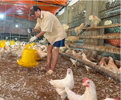 Ông Nguyễn Văn Ngoạn chăm sóc đàn gà tại trang trại