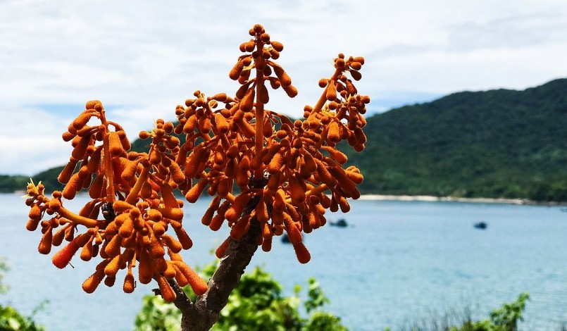 Cây ngô đồng mọc từ vách núi đá, càng khô cằn và nắng hạn, hoa càng nở rực rỡ.