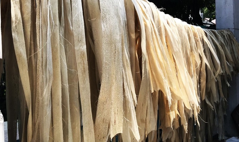 Vỏ cây ngô đồng nguyên liệu để đan võng.