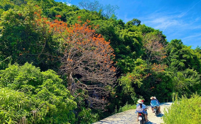 Khi hè đến, hoa ngô đồng trên đảo Cù Lao Chàm lại bung nở rực rỡ. 