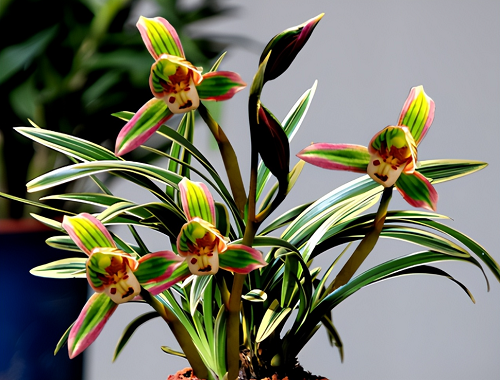 Loài hoa lan đẹp lạ, trồng một chậu hương thơm bay khắp nhà