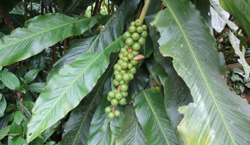 phát triển dưới tán rừng tự nhiên. Ảnh: Cường Phương