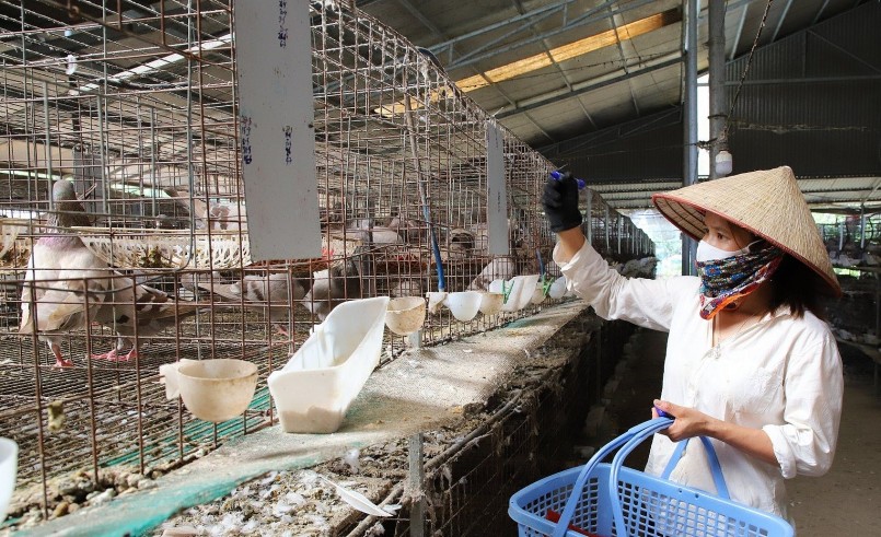 Theo ông Thành, chim bồ câu Pháp dễ nuôi, ít bệnh tật, có sức đề kháng cao, dễ chăm sóc. Theo ông Thành, chim bồ câu Pháp dễ nuôi, ít bệnh tật, có sức đề kháng cao, dễ chăm sóc.