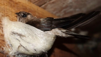 Nuôi loài chim tạo ra 'vàng trắng' nhưng sao ở Kiên Giang người dân đau đầu vì thua lỗ?