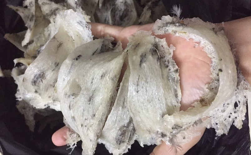 Dự kiến năm nay sản lượng tổ yến ở Kiên Giang giảm 30% so với năm trước.