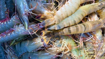 Cú sốc nghề nuôi tôm ở Trà Vinh, dịch bệnh bao trùm 1.396ha gây thiệt hại khoảng 625 triệu con tôm nuôi