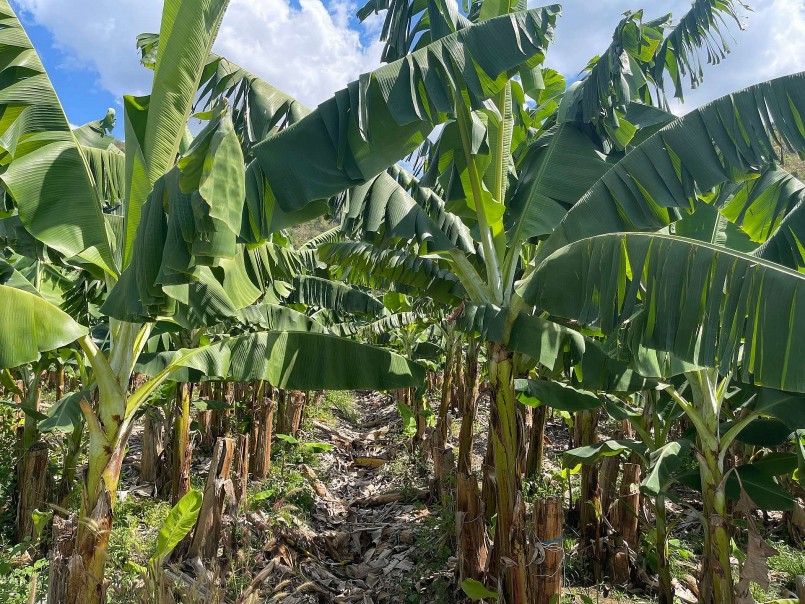 cây chuối đã trở thành một loài cây vô cùng gần gũi, thân thiết