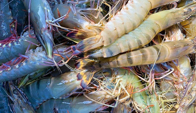 Trong vòng hơn mười ngày qua, tôm nuôi tiếp tục bị thiệt hại hơn 1,3 triệu con. (Ảnh minh họa).