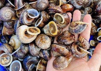 Săn ốc đặc sản trên núi kiếm tiền triệu mỗi ngày, thứ lộc rừng đốn tim du khách