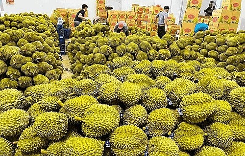 trong tháng 7, giá sầu riêng Ri6 tăng 7.400 đồng/kg, lên mức 80.000 đồng/kg.