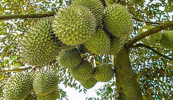 Xuất khẩu sầu riêng 7 tháng đầu năm nay đã thu về 1,1 tỷ USD.