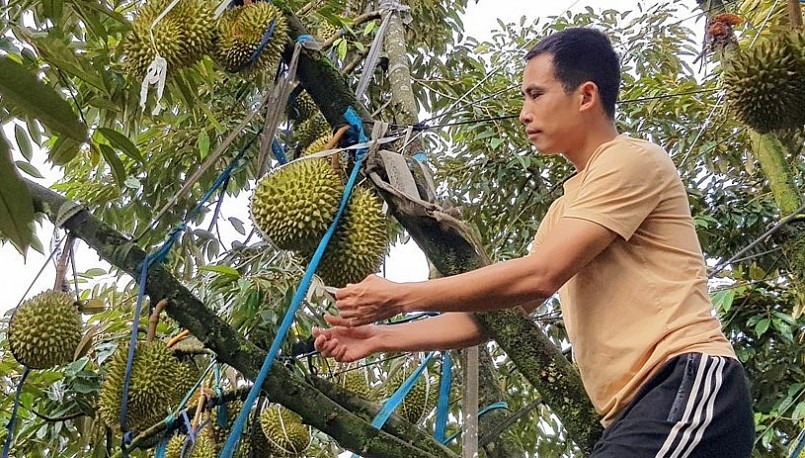 Kim ngạch xuất khẩu sầu riêng sẽ còn gia tăng khi vụ sầu riêng tại Tây Nguyên chuẩn bị thu hoạch.