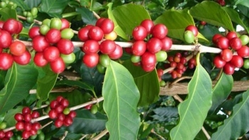 Giá nông sản hôm nay 18/8: Cà phê biến động trái chiều, hồ tiêu lao dốc khó giữ đỉnh 72.000 đồng/kg