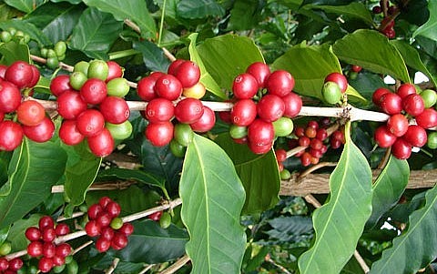 Giá nông sản hôm nay (18/8) giá cà phê loạn nhịp trên sàn kỳ hạn. Giá cà phê trong nước tăng nhẹ 200 đồng/kg. Giá nông sản hôm nay (18/8) giá cà phê loạn nhịp trên sàn kỳ hạn. Giá cà phê trong nước tăng nhẹ 200 đồng/kg.