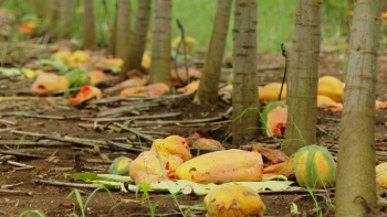 Miến đen sì lạ mắt giá lên đến 250.000 đồng/kg, đu đủ chín rụng đầy vườn vì lý do này