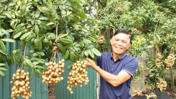 Khi cây nhãn cổ thành hàng hiếm ở "thủ phủ" nhãn lồng Hưng Yên, giá trị nông sản không nằm ở số lượng