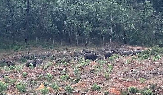 Đàn trâu hoang đang phá hoại tại khu vực quản lý của Công ty TNHH MTV Lâm nghiệp Đường 9 (Ảnh: Thanh Lộc)