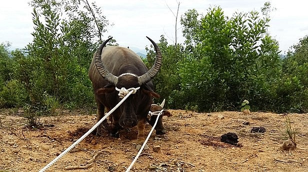 2 trong số những con trâu hoang bị dính bẫy thợ săn hồi năm 2016. 