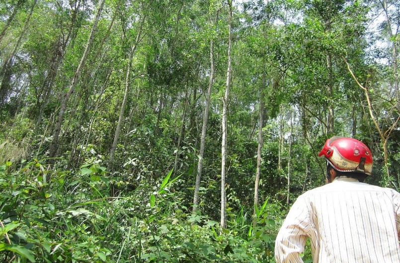 Người dân hoang mang mỗi khi vào rừng vì sợ đàn trâu hoang tấn công.