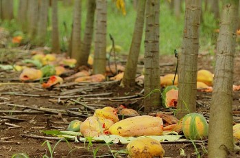 Miến đen sì lạ mắt giá lên đến 250.000 đồng/kg, đu đủ chín rụng đầy vườn vì lý do này