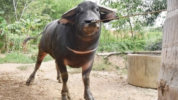 Lò luyện trâu chiến lộ tuyệt kỹ chọn 'trâu bay' giá bán nửa tỷ đồng mỗi con