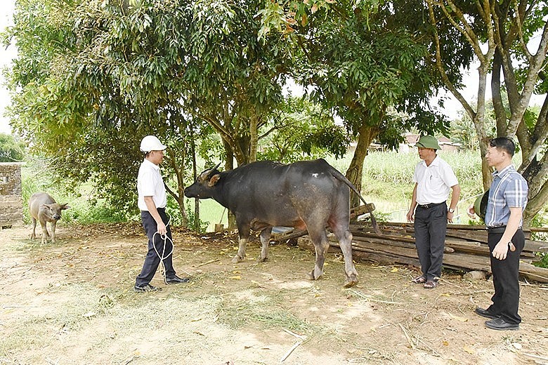 Nghề tuyển và chăm sóc trâu chọi phát triển mạnh ở xã miền núi