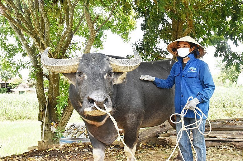 Vợ anh Châu Văn Vinh chăm sóc con trâu chọi vừa được thương lái trả giá 150 triệu đồng. 