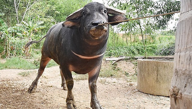 Con trâu này vừa mới đưa về đã có khách trả 150 triệu đồng nhưng chủ trâu chưa bán.