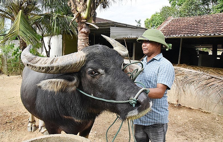 anh Thông đã gắn bó và đam mê nghề buôn và nuôi trâu chọi hơn 20 năm nay.