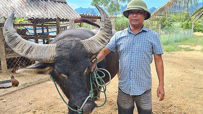 Anh Hoàng Bá Thông là người mát tay luyện trâu chiến.