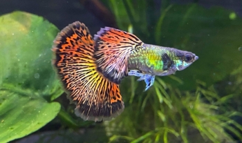 Anh thợ hồ rẽ ngang nuôi 50 bể cá kiểng, mỗi tháng bán 5.000 cặp, bỏ túi 25 triệu đồng