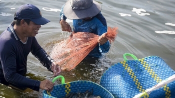 Nuôi tôm siêu thâm canh không xả thải vừa giảm chi phí nông dân thu 8 vụ mỗi năm