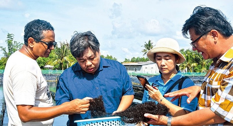 Ông Kazi Ahmed Kabir và ông Nguyễn Nhứt đang kiểm tra rong trong ao nuôi tôm áp dụng quy trình không xả thải. Ông Kazi Ahmed Kabir và ông Nguyễn Nhứt đang kiểm tra rong trong ao nuôi tôm áp dụng quy trình không xả thải.