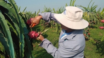 Giải pháp nào cứu vùng thành long Bình Thuận khi tới nay đã giảm hơn 1.350ha diện tích?