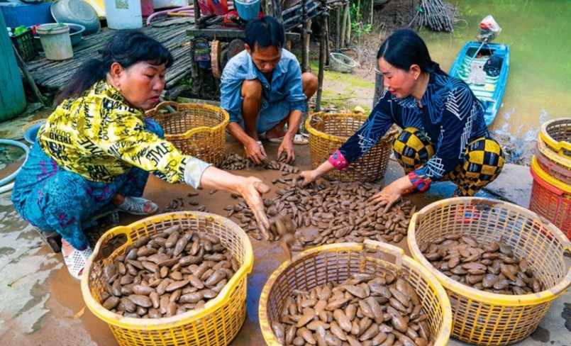 Bà con “Xóm chem chép” ấp Phú Quý (xã Thanh Tùng) phân cỡ chem chép trước khi bán cho thương lái.
