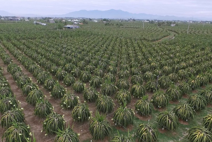 tính đến tháng 6/2023, tỉnh Bình Thuận có 26.429 ha thanh long.