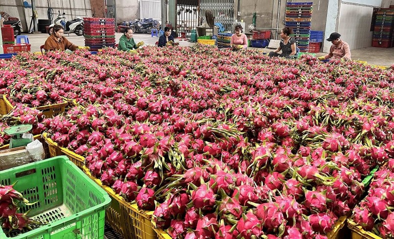 Một cơ sở thu mua thanh long xuất khẩu ở Bình Thuận.