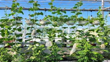 Đưa từng cân đất lên sân thượng, một năm vun tạo nên khu vườn 80m2 xanh mướt rau quả