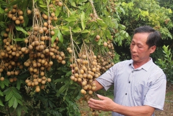 Nhãn Bắc Giang sản xuất theo tiêu chuẩn GlobalGAP, VietGAP được mùa, được giá