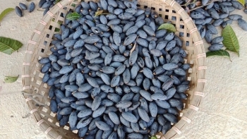 Loại quả người thì mê kẻ thì chê chẳng ngon lành gì lại có nhiều tác dụng đối với sức khoẻ