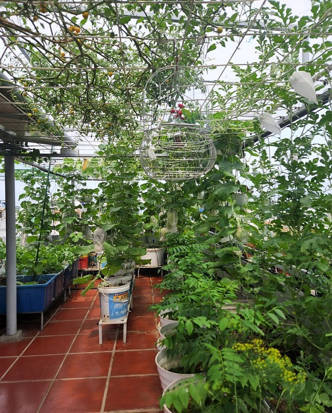 Vừa trồng vừa đúc kết kinh nghiệm trồng rau.