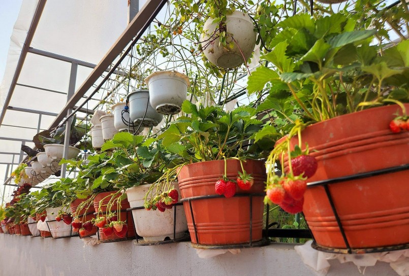 Khu vườn sân thượng có cả những chaayuj dâu tây chín đỏ.