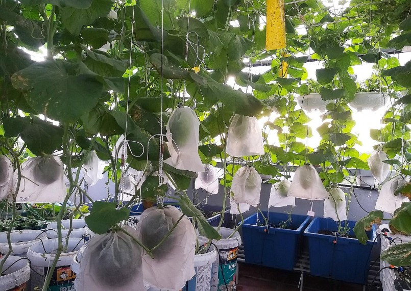 Chị trồng dưa lưới gối vụ để thu hoạch được lâu.