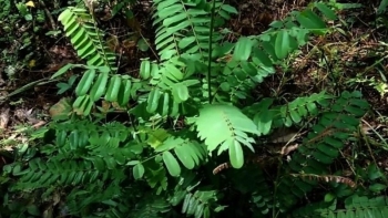 Tăng cường phòng chống ngộ độc do sử dụng cây Mú Từn